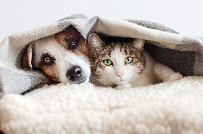 Hund und Katze liegen friedlich gemeinsam unter einer Decke und schauen in die Kamera.