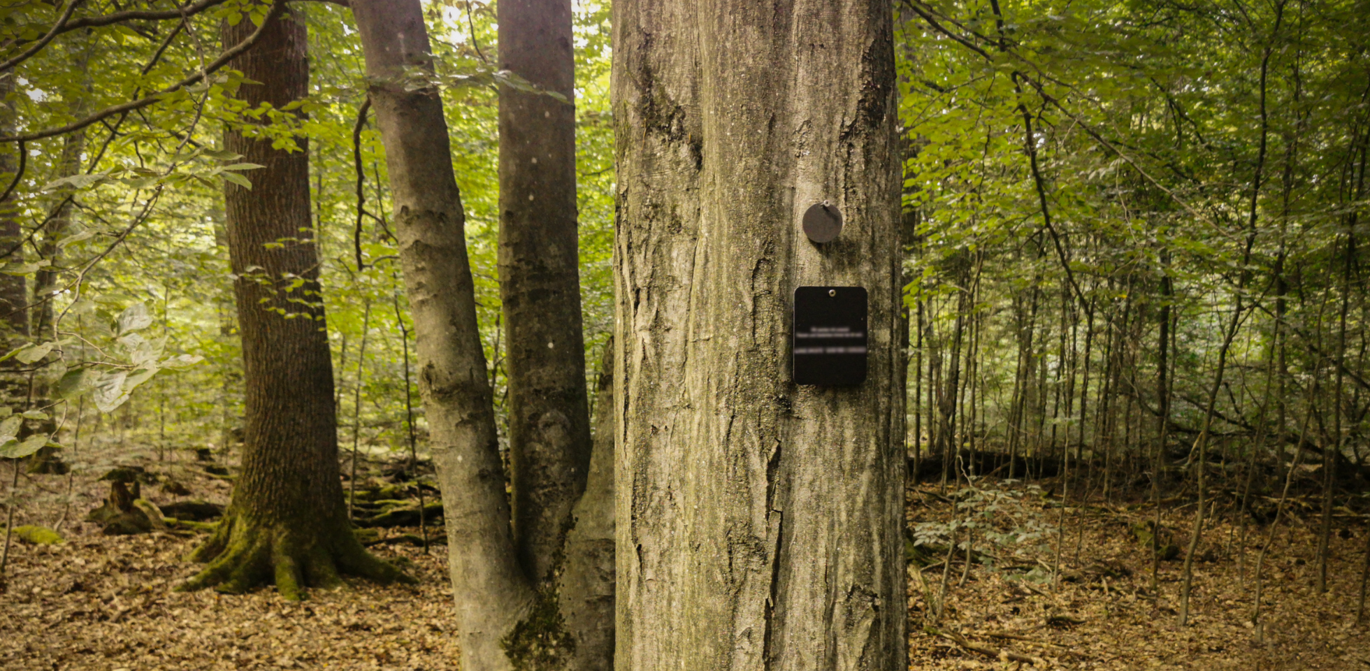 Waldbestattung. Baum mit Plakette